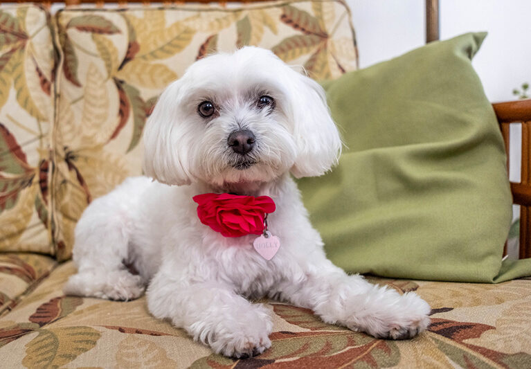 Good golly, this Molly thrives with the greatest of Maltese