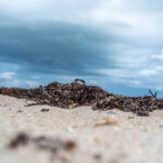 030226 Sargassum JoshuaKodis 001