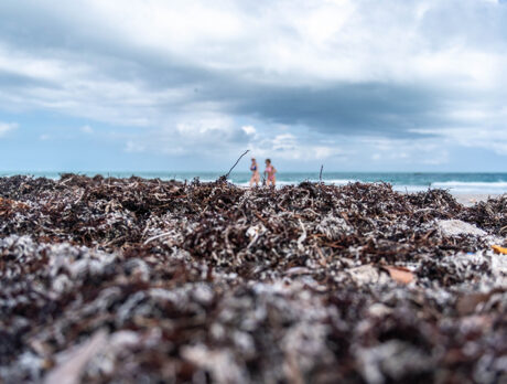 Expert details how sargassum infestation poses potential threat to island ecosystems