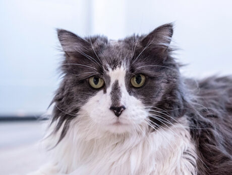 Miss Jackson thriving after near catastrophe as a kitten