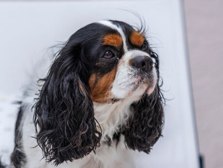 Auggie the Doggie regales Bonz with his interesting tales