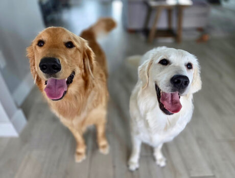 Cuteness reigns with Herschel and sweet li’l sis Eloise