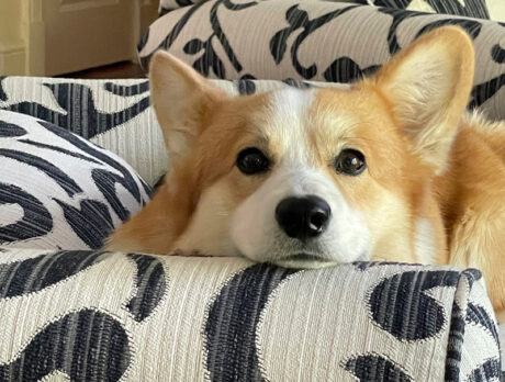 Windsor the Corgi’s infectious enthusiasm charms Bonz