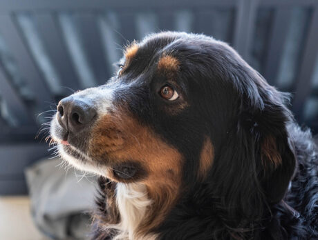 Big, beautiful Bella the Bernese has a zest for life