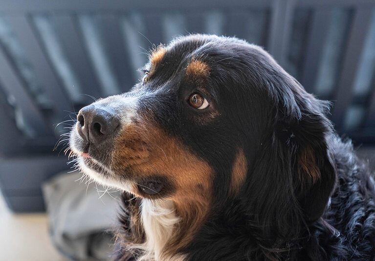 Big, beautiful Bella the Bernese has a zest for life