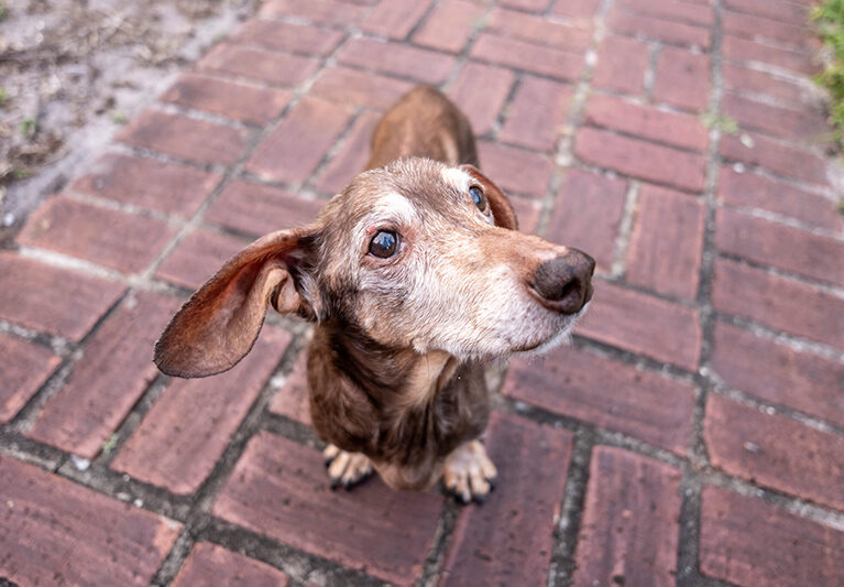 Bonzo