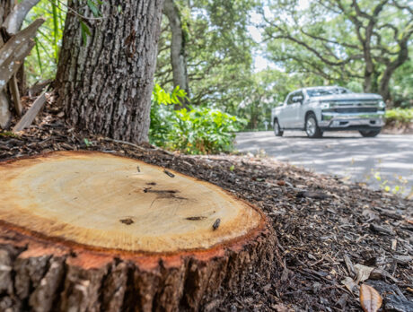 Beloved oak trees cut down on island in name of safety