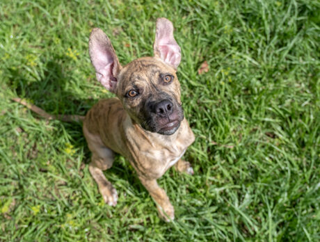 Bonz says Fern is surely one of the happiest pups in town!