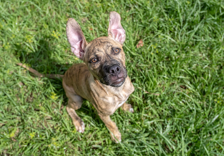Bonzo