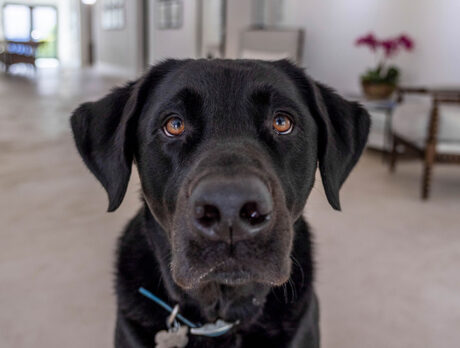 Jasper the Lab Retriever is a popular meeter-and-greeter