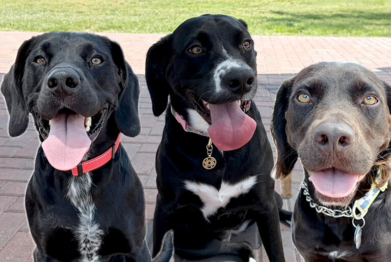 Three cheers for these pooches’ ’cane-do attitudes