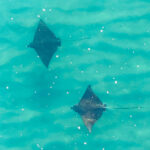 062226 ClearWaters JoshuaKodis 003