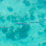 062226 ClearWaters JoshuaKodis 006