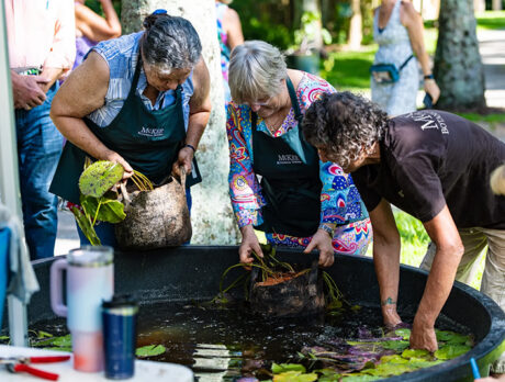 Coming Up! Sights to behold as McKee presents Waterlily Festival