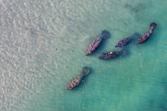 Clean-water efforts paying off as seagrass rebounds in lagoon