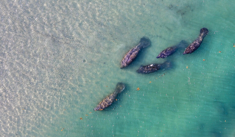 Seagrass Manatees