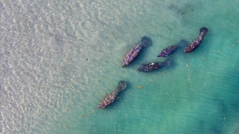Seagrass Manatees