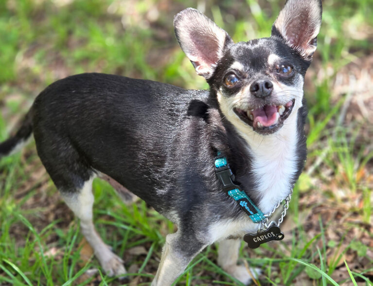 Little Carlos lives large with his big, blended family