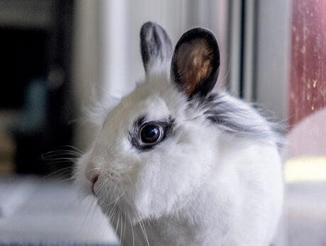 Bonz has hop in his step after meeting Stormy the bunny