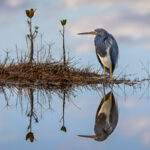 Mirror Image