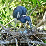 Tricolored Heron with chick