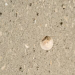 072726 ShellConcrete JoshuaKodis 002
