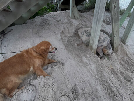 Coastal Connections helps rescue hundreds of sea turtles annually