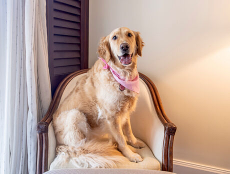 ‘Paws’ patrol: Hazel keeps resort pooches pampered