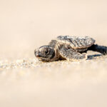 091726 SeaTurtles JoshuaKodis 001