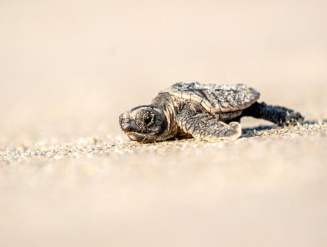 Record number of turtles nested on beaches here