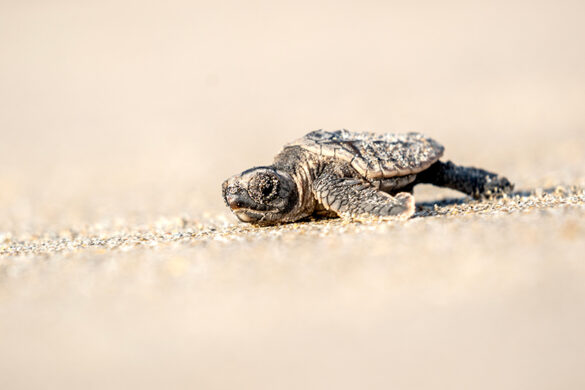 Record number of turtles nested on beaches here