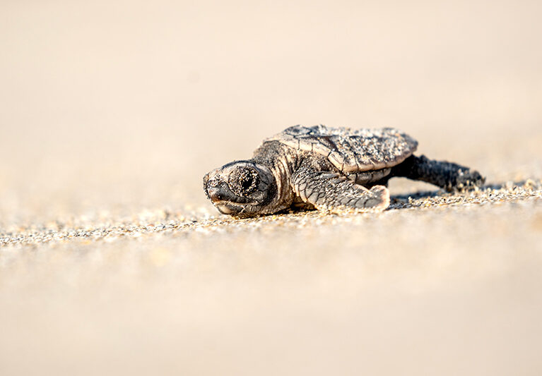 091726 SeaTurtles JoshuaKodis 001