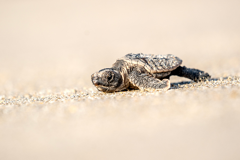 091726 SeaTurtles JoshuaKodis 001