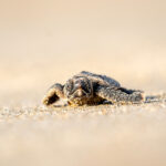 091726 SeaTurtles JoshuaKodis 002