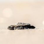 091726 SeaTurtles JoshuaKodis 004