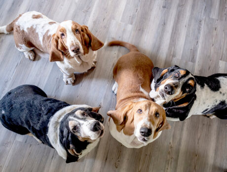 Bonzo makes the rounds with four amazing hounds