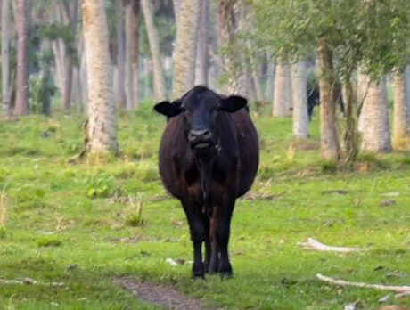 Coming Up! Homesteaders have their say at ‘Stewards’ event