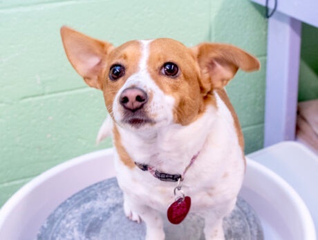 Even after a ruff start, Honey Baby’s as sweet as can be
